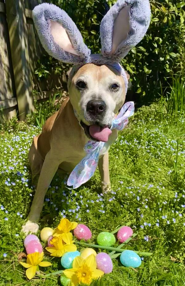/Images/uploads/New Jersey Boxer Rescue/NJBoxerRescue/entries/17766.jpg